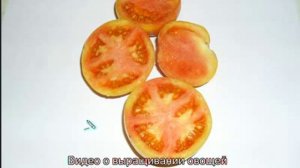 Долгохранящийся помидор Лонг Кипер