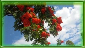 Гроздья рябины горят огнем Красивый футаж для видео монтажа