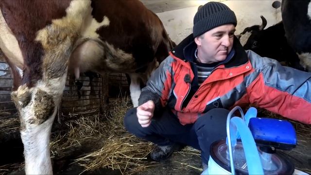 Корови як хобі в Україні, які там доходи одні розходи...