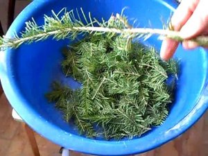 Перекручиваю пихтовые веточки на мясорубке