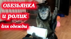 Обезьянка и ролик для чистки одежды от шерсти!