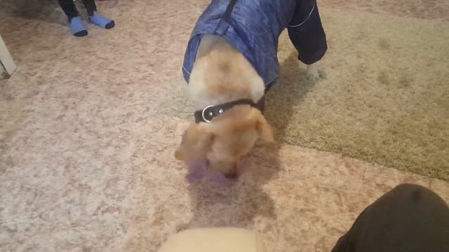 Лабрадор примеряет новый костюм
