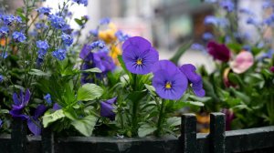 Придомовые клумбы Пыть-Яха расцвели яркими красками