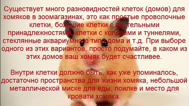 хомяки, питание содержание и уход