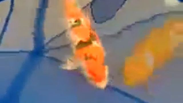 Northwest Koi Goldfish Club koi show 2009 смотреть онлайн