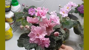 2 розовых фиалки. Сравнение сортов