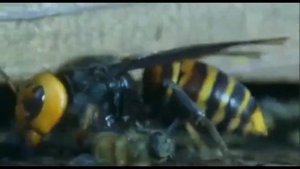 Шершни против пчел