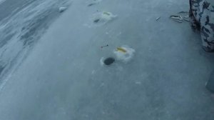 Как ловим корюшку на Финском Заливе. Какие снасти на корюшку.