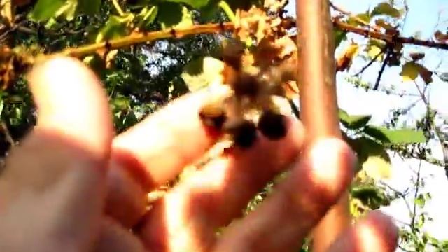 Ежевика засохла,  неуспела созреть