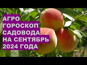 Агрогороскоп садовода на сентябрь 2024 года Gardener's agrohoroscope for September 2024