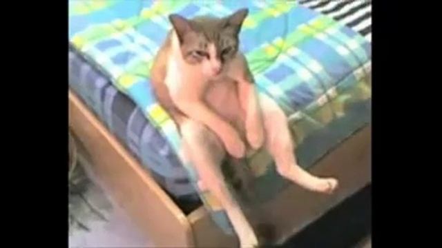 Мем уставший кот