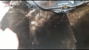 Меховой воротник