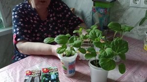 Баклажаны не любят пикировку и перевалку что делать