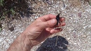 Сиренивинький  БОЛЬШОЙ жук!!!.