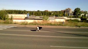 собачки слиплись