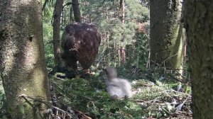 Mazais ērglis~Andris brings a nice size water vole! Anna is feeding Rota~10:50 a.m. 2022/06/16