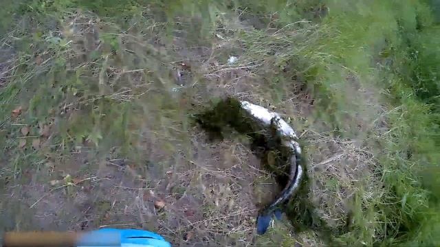 Рыбалка 15.07.2017 - Охота на Змееголова ( Озерный Монстр ) Приморский край смотреть онлайн