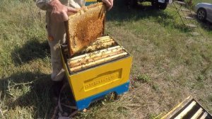 Почему пчелы не печатают мед Можно ли откачивать незапечатанный мёд? Когда качать мед