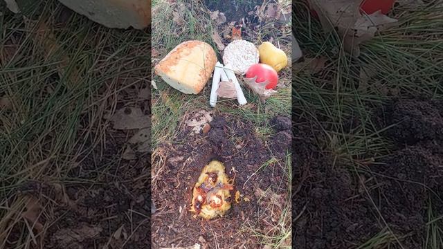 Сила леса, сила духов леса и матушки Земли . Ритуалим смотреть онлайн