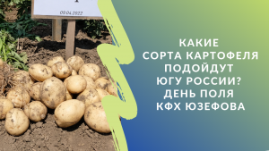 Какие сорта картофеля подойдут югу России? День поля КФХ Юзефова