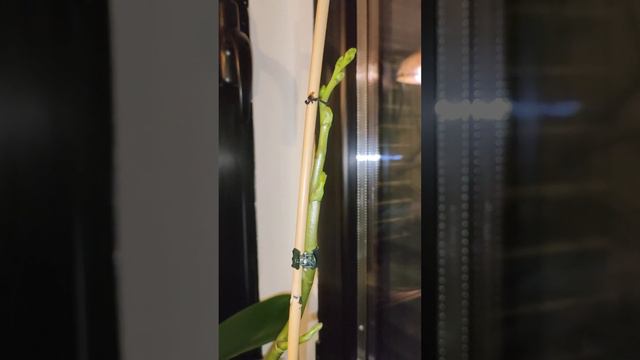 Primeros capullos en las phalaenopsis. смотреть онлайн