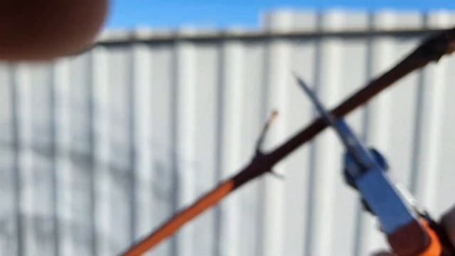 Обрезка привитых кустов винограда осенью.