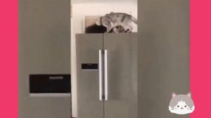 УГАРНЫЕ ПРИКОЛЫ С ЖИВОТНЫМИ!!!)))