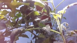 Томат Ухажёр на 25.08.2019.