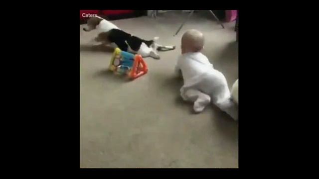 Эти милые животные смотреть онлайн