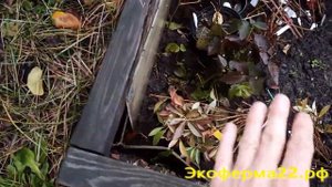 Как сохранить купленные осенью саженцы до весны?