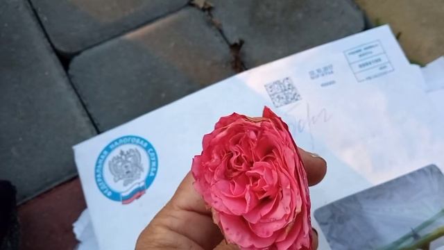 требуется опознание!- Владельцы Флорентины отзовитесь!!?Новые растения в мой сад?? смотреть онлайн