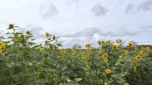 Visiting Sunflower Farm in Auckland region