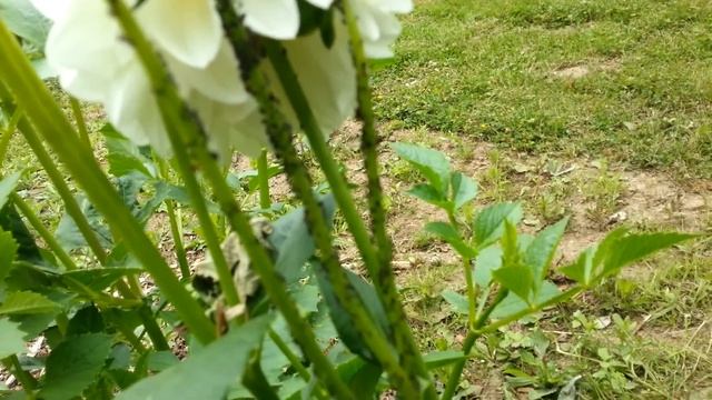 Тля и марганцовка. Эксперимент! Часть 2 из 4 смотреть онлайн