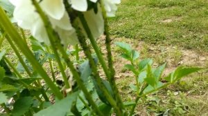 Тля и марганцовка. Эксперимент! Часть 2 из 4