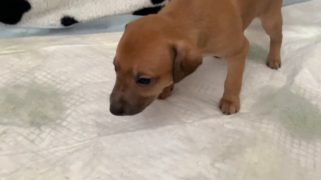 Щенки левретки. Приучение к туалету. Petit levrier Italian,Italienisches Windspiel,Italian greyhoun смотреть онлайн