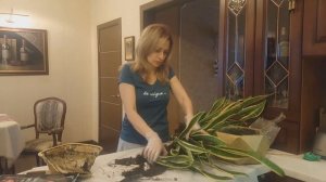 САНСЕВИЕРИЯ ТРЁХПОЛОСНАЯ /УХОД, ПЕРЕСАДКА