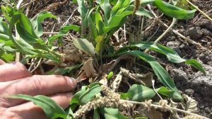 Сидераты летом. Сорго. Отрастание новых стеблей после скашивания