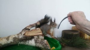 Салон красоты для белки./ Beauty salon for squirrels