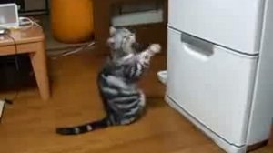 КотЭ молится на холодильник...:)