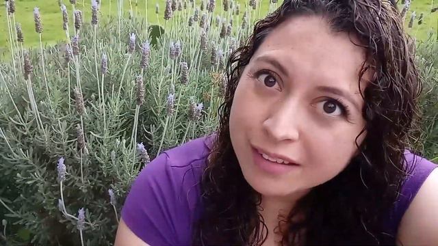 Aromatizante natural de lavanda: bastones, bolsitas y ramos de lavanda para el closet y la ropa смотреть онлайн