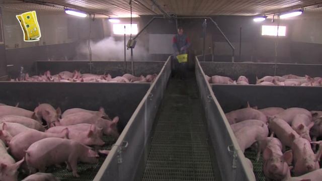 Mistral – осушитель подстилки для свиней на откорме смотреть онлайн