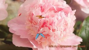 Пион травянистый Эденс Парфюм (eden's perfume) ? обзор: как сажать, рассада пиона Эденс Парфюм