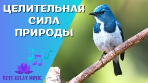 Исцеляющая сила звуков природы. Красивая спокойная музыка и пение птиц