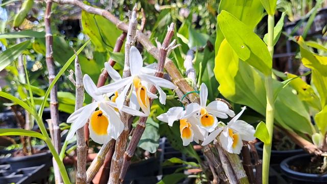 เอื้องสายดอกขาว หรือหวายเบนสัน (Dendrobium bensoniae) смотреть онлайн