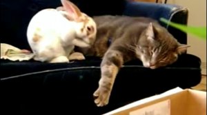 Кролик упал и уснул у Кота