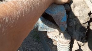 Обзор трактора Т-40 АМ. Новое приобретение, ещё одна работёнка на зиму!