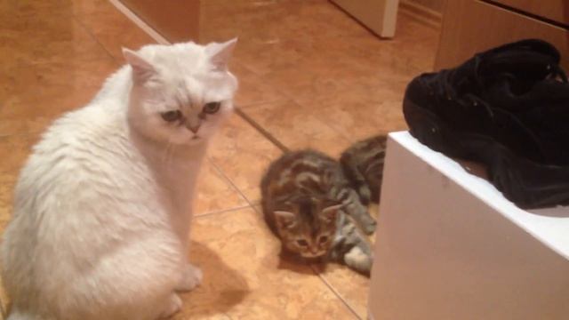 Котенок атакует попой смотреть онлайн