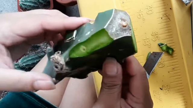 Grafting Astrophytum Caput Medusae Pups on Dragon Fruit Areole смотреть онлайн