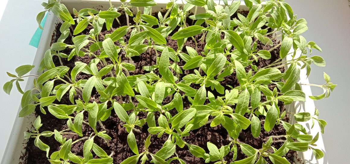 всходы томатов. календарь огородника на 2021 посадочный лунный. даты высадки рассады в грунт томатов в открытый грунт.