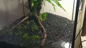 Перезапуск аквариума. Питательный грунт. Акваскейп шаг за шагом. aquascape step by step.